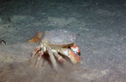 Image of rock crabs