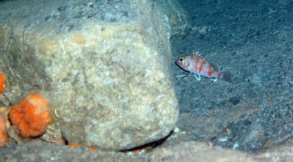 Image of rockfishes