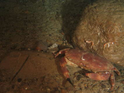 Image of rock crabs