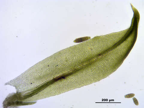 Image of zygodon moss