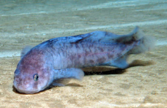 Image of snailfishes