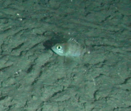 Image of rockfishes