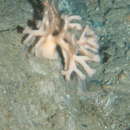 Image of <i>Ophiuroid</i>