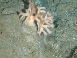Image of <i>Ophiuroid</i>