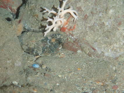 Image de Bryozoa