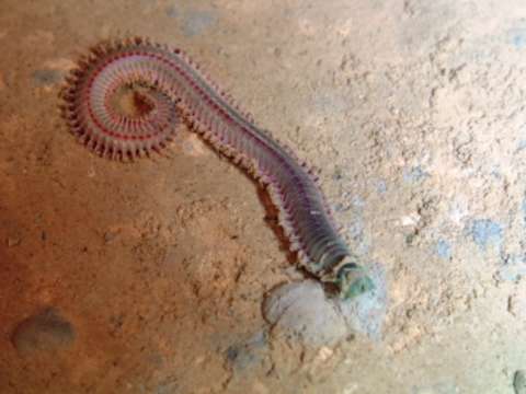 Image of ragworms