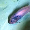 Image of Threadfin seasnail