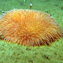 Image of many-tentacled sea anemone