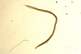 Image of nematodes