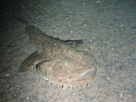 Image of Lophius