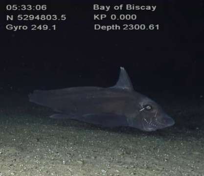 Image of Atlantic chimaera