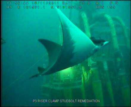 Image of Mobula ray