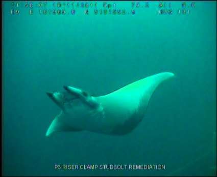 Image of Mobula ray