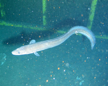 Image of Conger eel