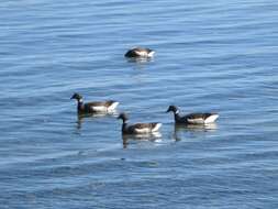 Image of Grey-bellied Brent Goose