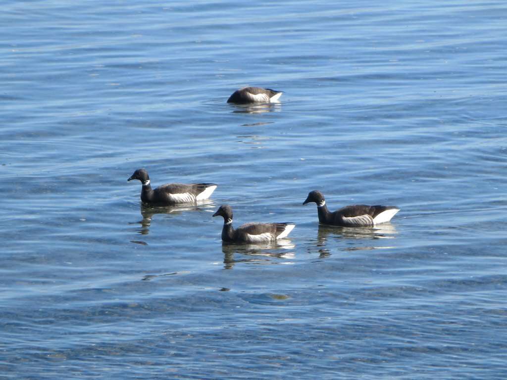 Image of Grey-bellied Brent Goose