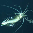 Image of Squid Worm