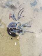 Image of Horseshoe Crab