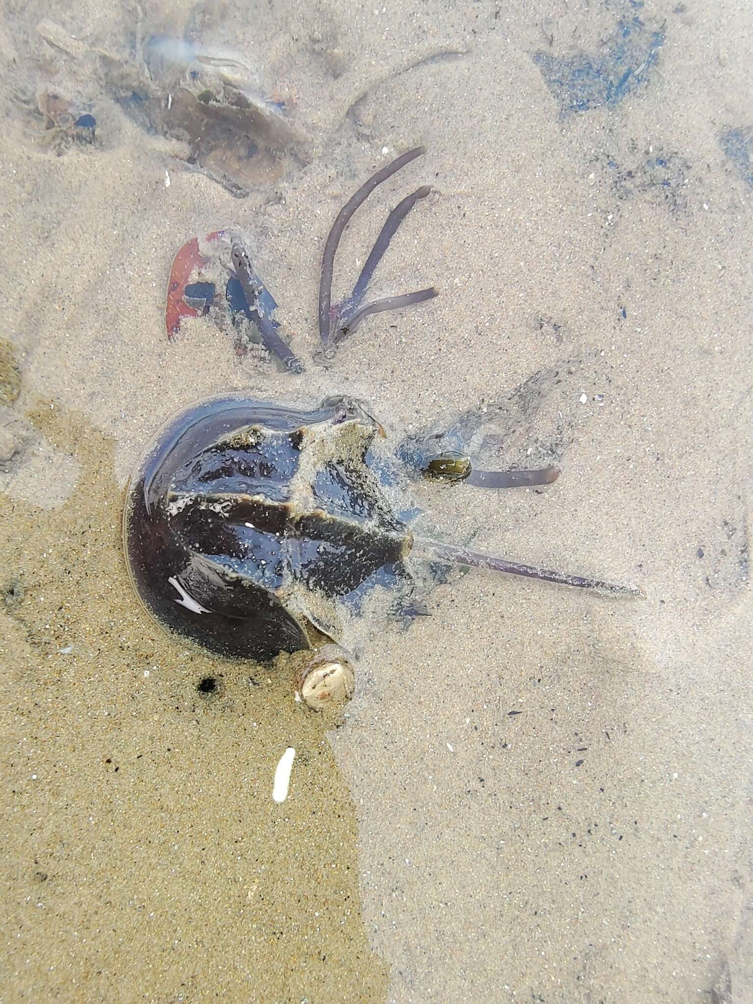 Image of Horseshoe Crab