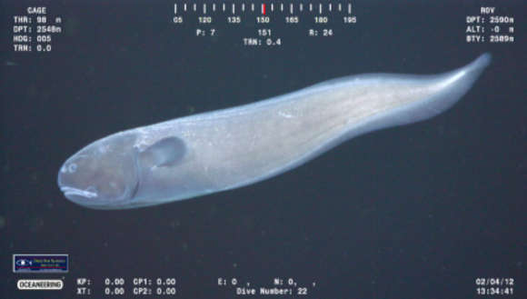 Image of Bassozetus