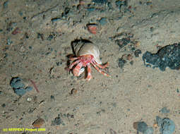 Image of deepwater hermit crabs