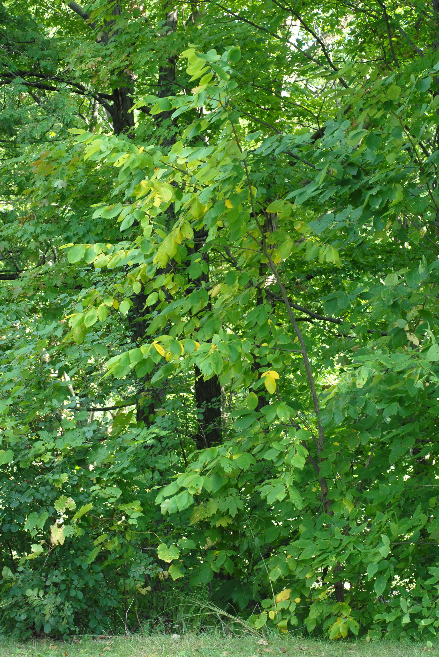 Image of cork elm