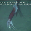Image of Antarctic flying squid