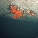 Image of maculate stony coral