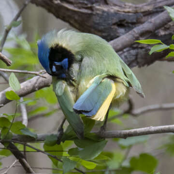 Image of Green Jay