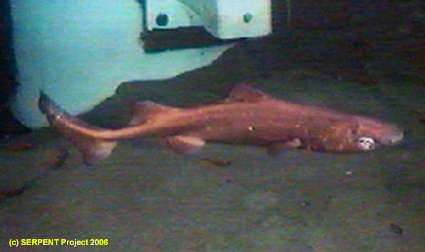 Image of sleeper sharks