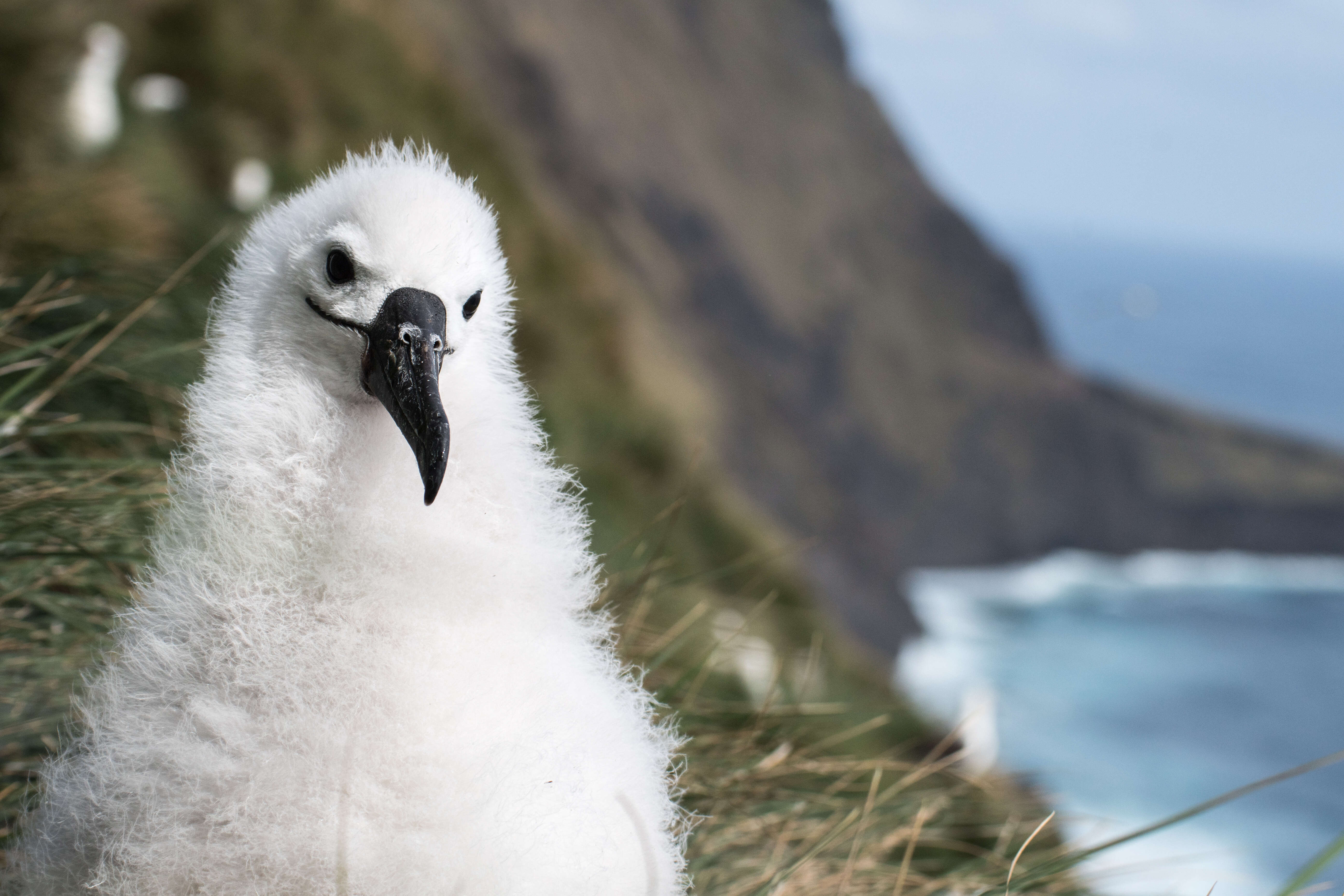 Image de Albatros de Carter