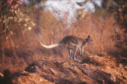 Image of Agile Wallaby