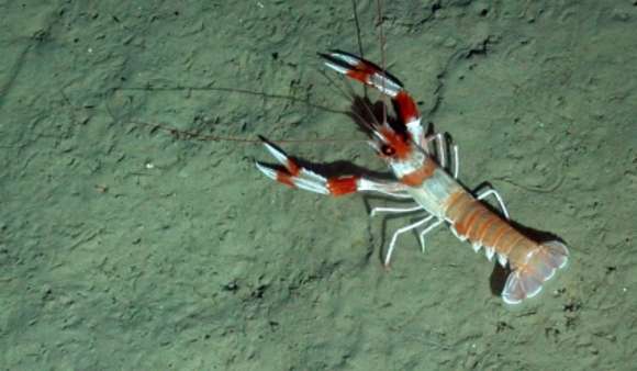 Image of clawed lobsters