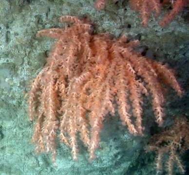 丑柳珊瑚科的圖片