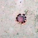 Image of anemone deep-water hermit crab