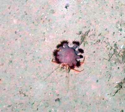 Image of deepwater hermit crabs