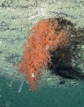 Image of black corals