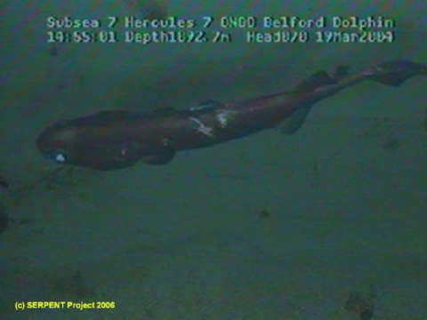 Image of sleeper sharks