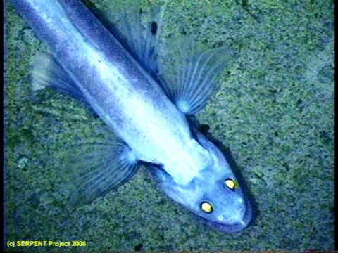 Image of deep-sea lizardfishes