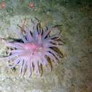 Image of deeplet sea anemone