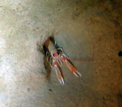 Image of clawed lobsters