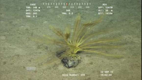 Image of Tropiometroidea AH Clark 1908