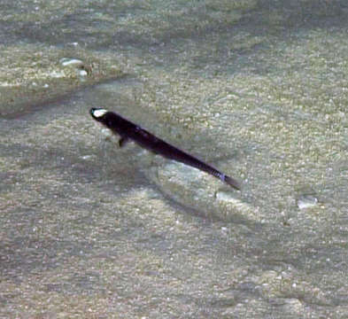 Image of Ipnops