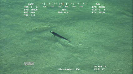 Image of Ipnops