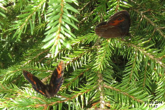 Image of scotch argus