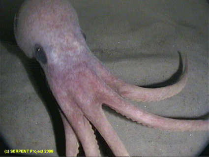 Image of <i>Benthoctopus</i>