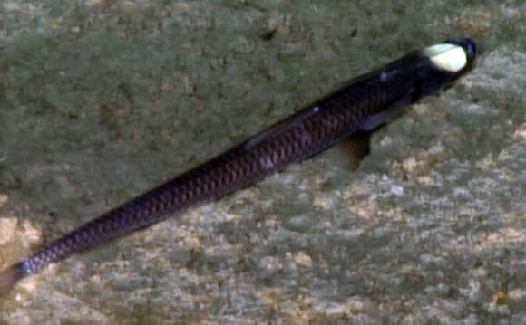 Image of Ipnops