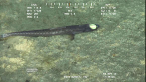 Image of Ipnops