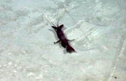 Image of aristeid shrimp