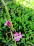 Image of Centranthera indica (L.) Gamble